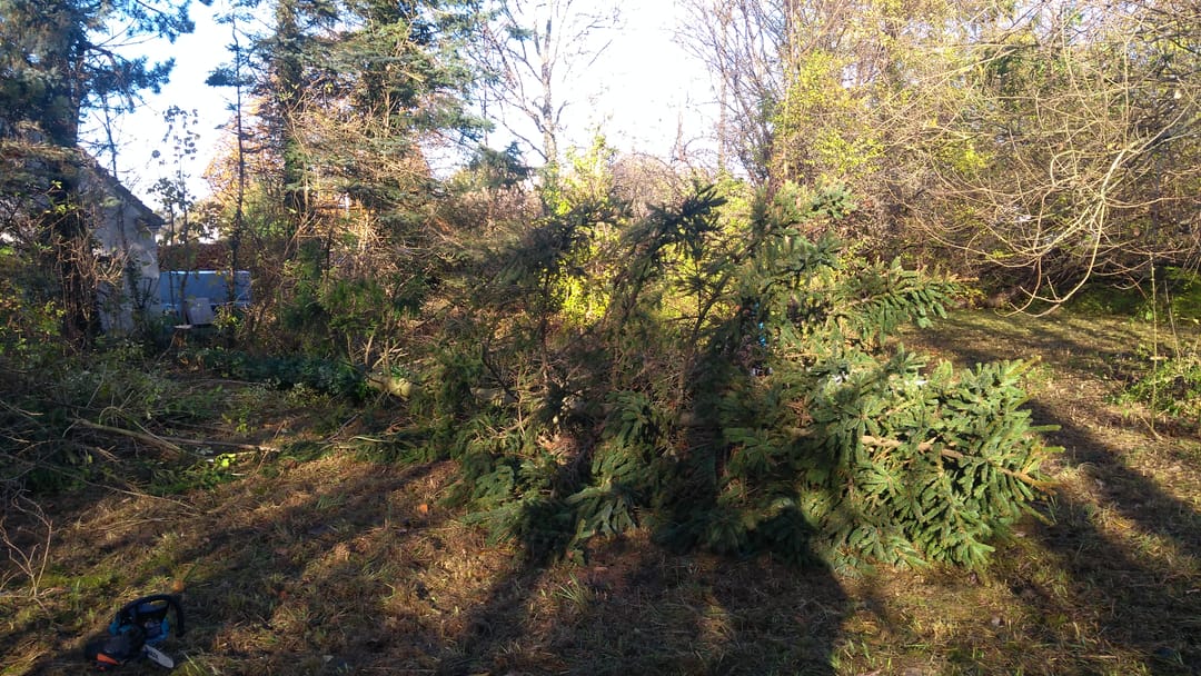 Billede til Træfældning