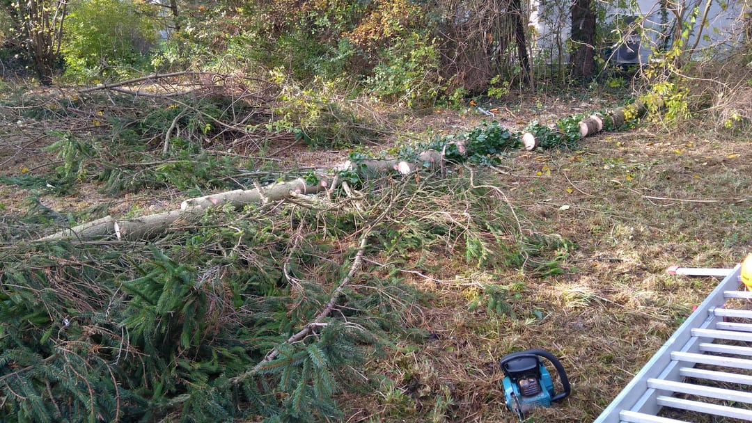 Det fældede grantræ er skåret i mindre sektioner